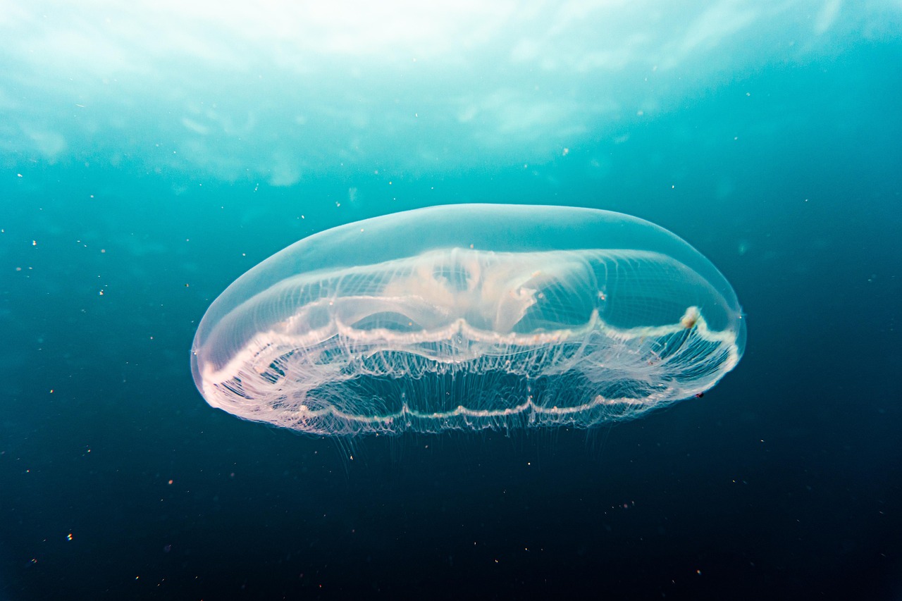 explorez les mystères et la beauté des océans : découvrez leur importance, leur biodiversité fascinante et les enjeux liés à leur préservation pour l'avenir de notre planète.