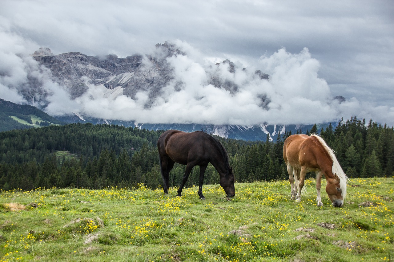 découvrez la beauté majestueuse des montagnes, leurs paysages à couper le souffle, et les activités en plein air pour les amoureux de la nature et de l'aventure.