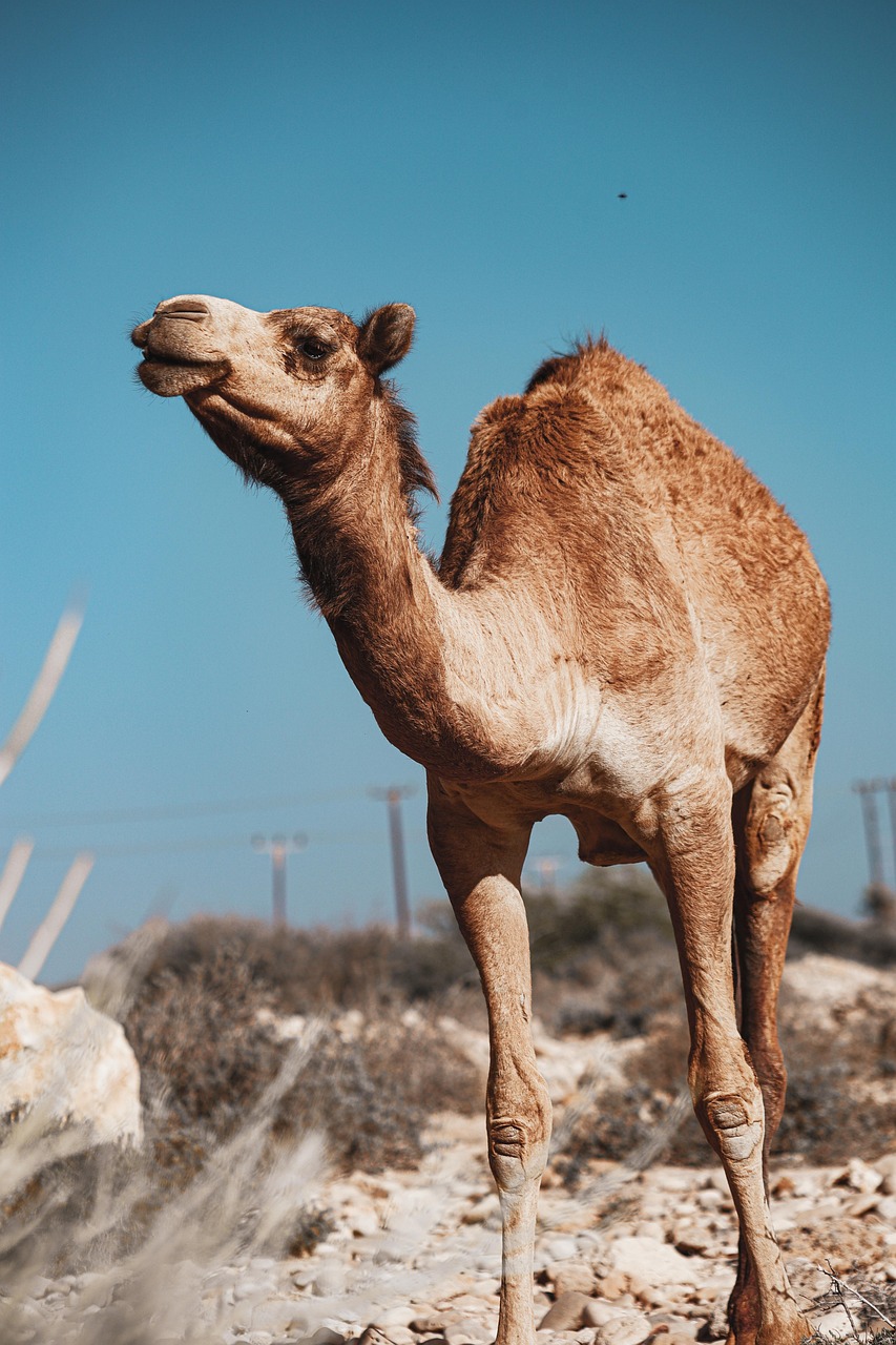 découvrez oman, un pays fascinant entre traditions et modernité : paysages désertiques, plages sublimes, forts historiques et accueil chaleureux vous attendent pour une expérience unique au moyen-orient.