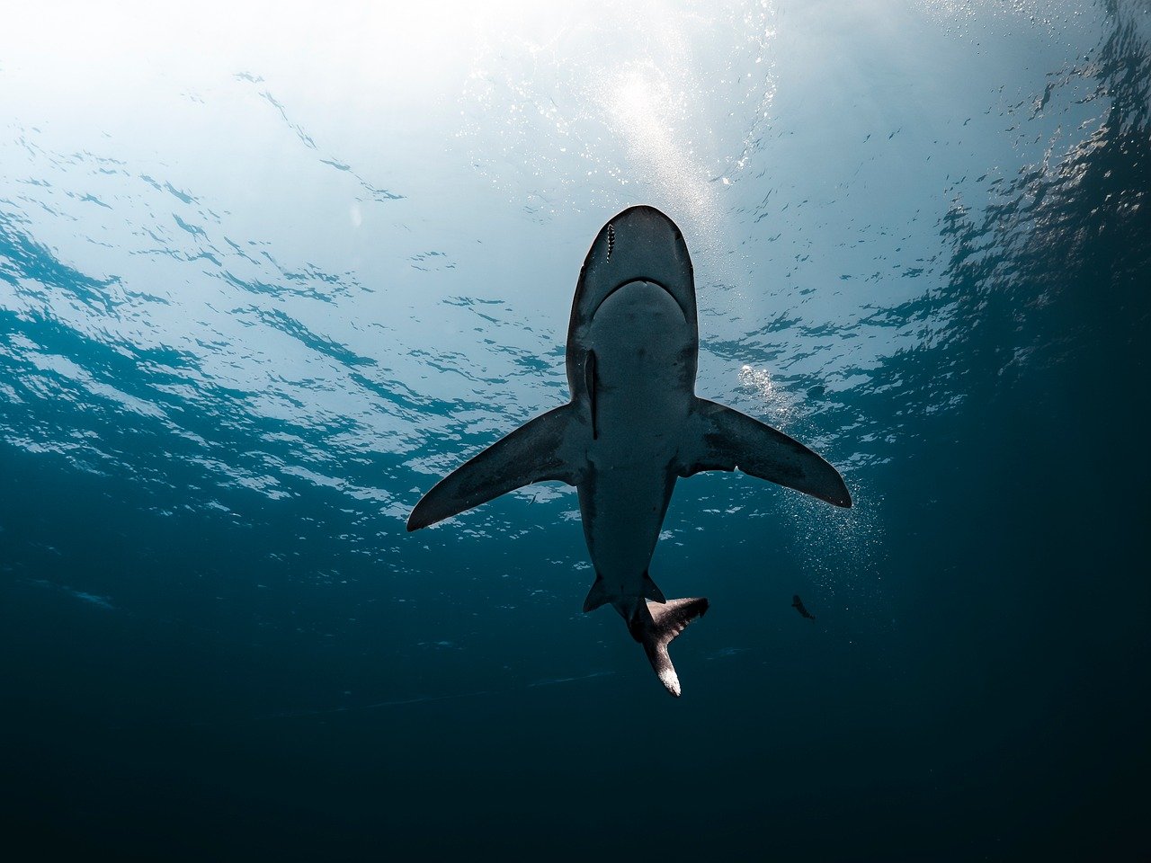 découvrez la beauté et la biodiversité des océans, ces vastes étendues d'eau qui couvrent la majeure partie de notre planète, essentielles à la vie sur terre.