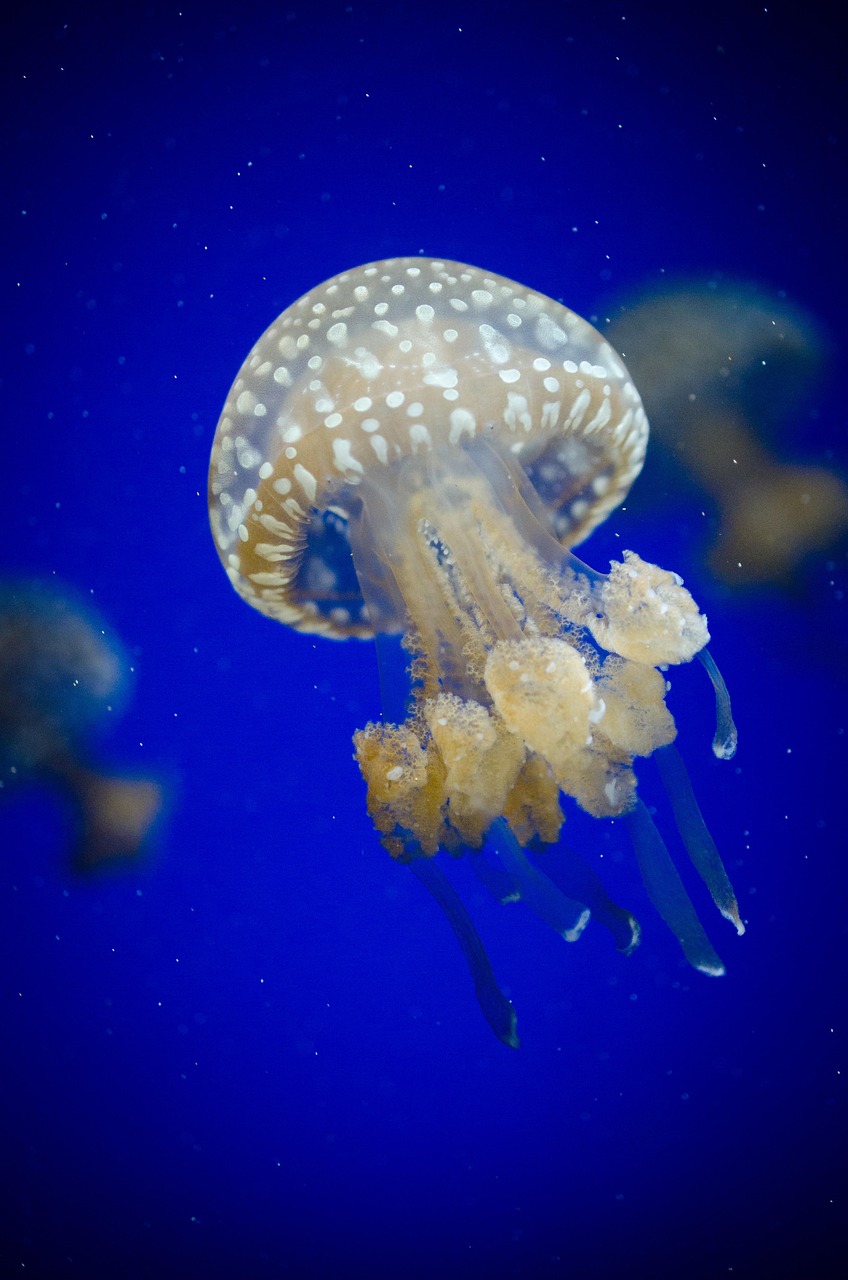 découvrez tout sur les mers : leurs richesses, leur biodiversité et leur importance pour notre planète.