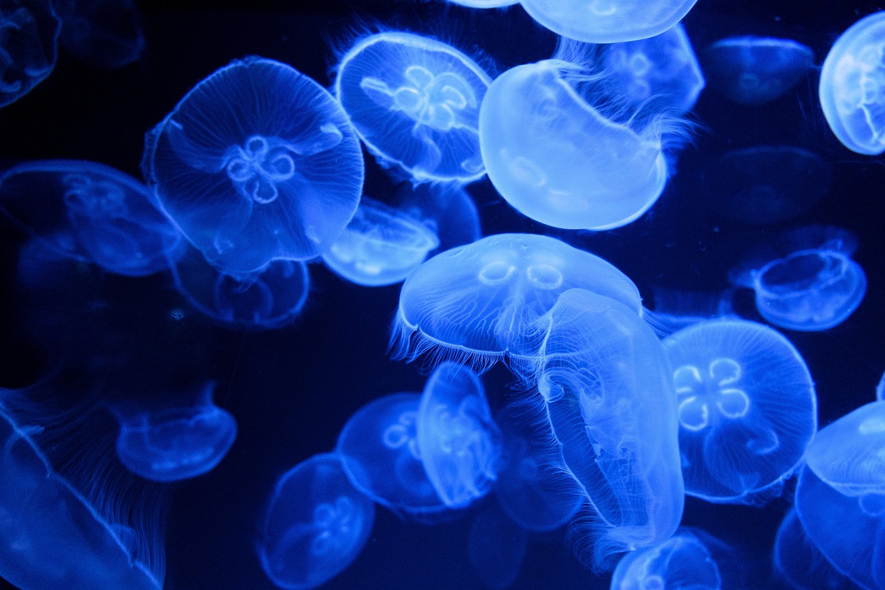 découvrez les merveilles des mers et des océans, explorez leur biodiversité, leur importance écologique et les défis liés à leur préservation.