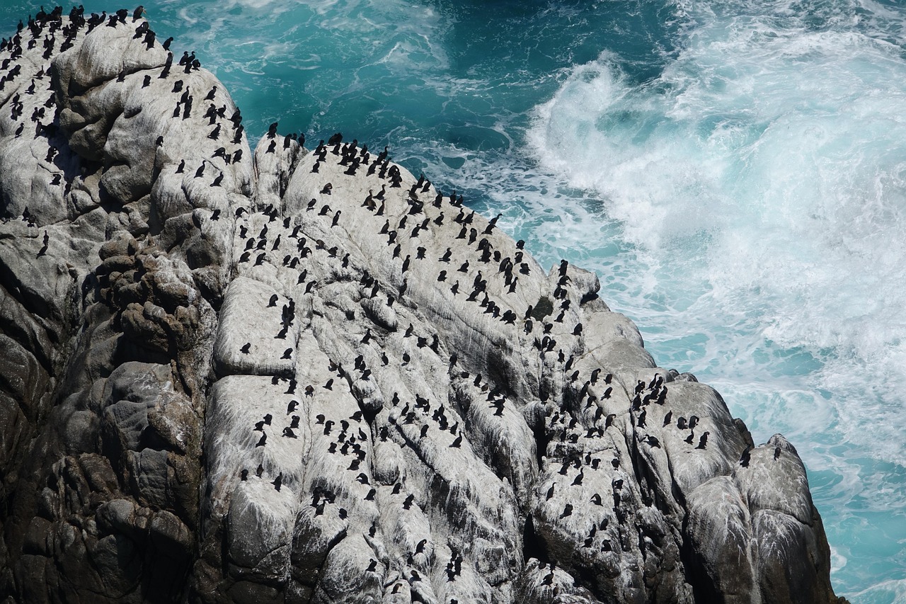 découvrez les merveilles des mers et des océans, leurs écosystèmes fascinants, la biodiversité marine et l'importance de leur protection pour notre planète.