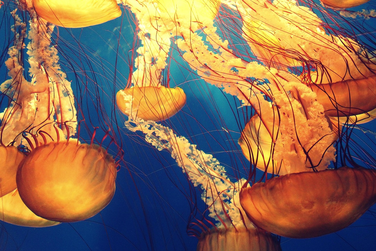 découvrez une liste des mers et océans dont le nom commence par la lettre b, avec des informations géographiques et curiosités.