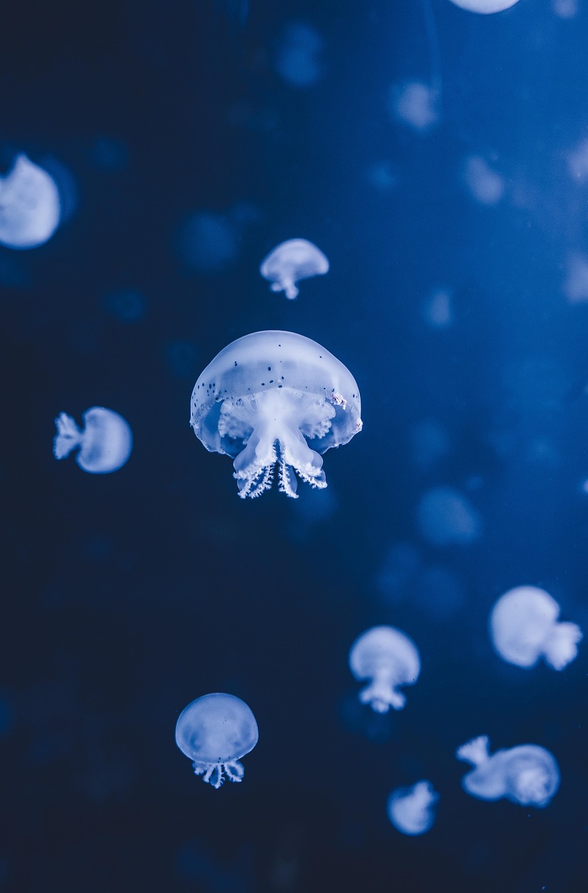 découvrez les mers et océans dont le nom commence par la lettre d. explorez leurs caractéristiques, emplacements et curiosités géographiques.