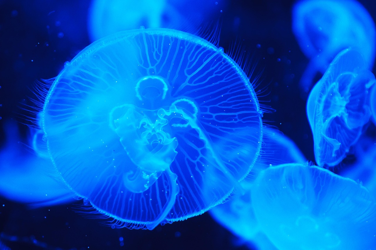 découvrez les mers et océans dont le nom commence par la lettre j, leurs caractéristiques, emplacements et curiosités.