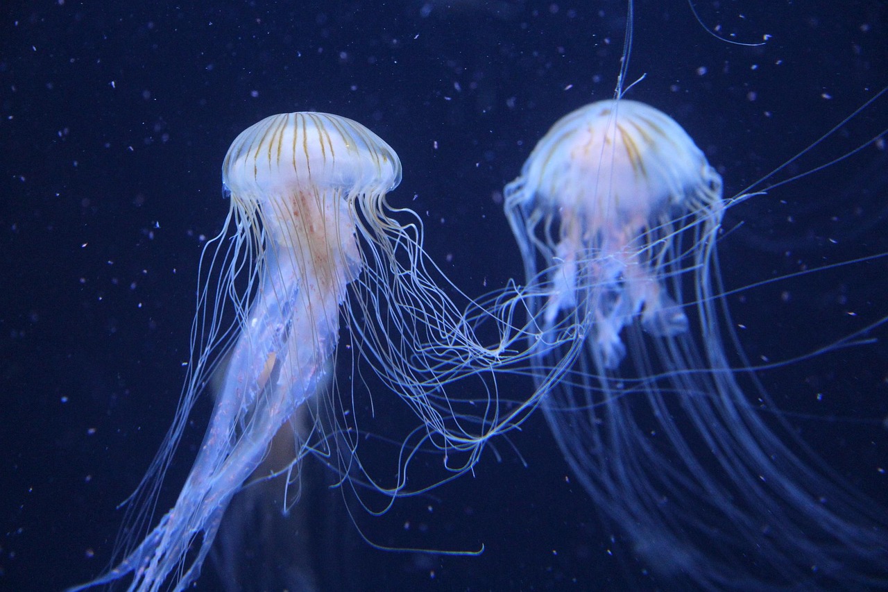 découvrez une liste complète des mers et océans dont le nom commence par la lettre j, avec des informations intéressantes sur chacun d'eux.