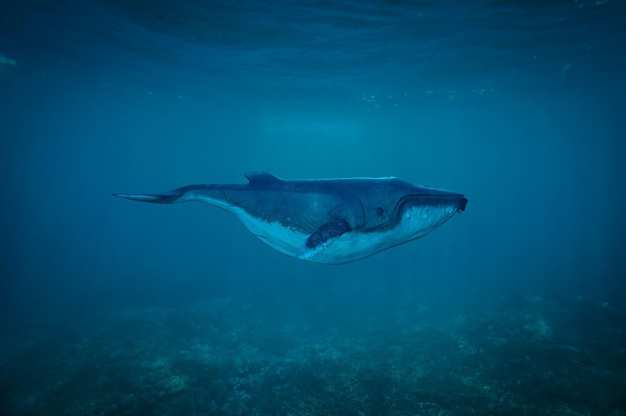 découvrez la beauté et la diversité des océans, habitats essentiels regorgeant de vie marine fascinante et sources vitales pour notre planète.