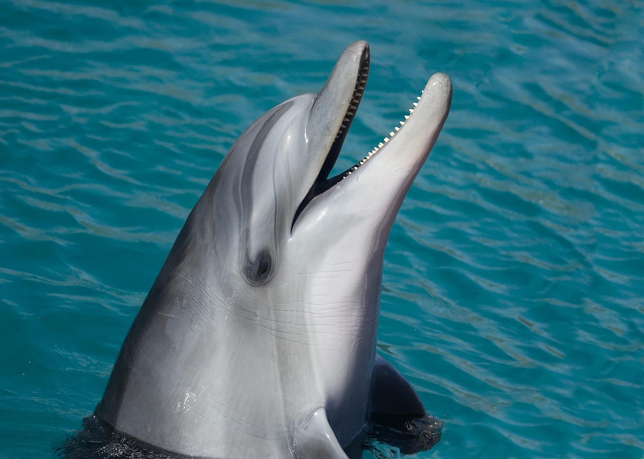 découvrez la beauté et la diversité des océans, leurs écosystèmes fascinants, et l'importance de leur préservation pour notre planète.